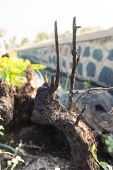 This image shows a piece of old, dried tree trunk with a dark, rough texture. The trunk has several small branches reaching upward, decorated with delicate spider webs stretched between them.