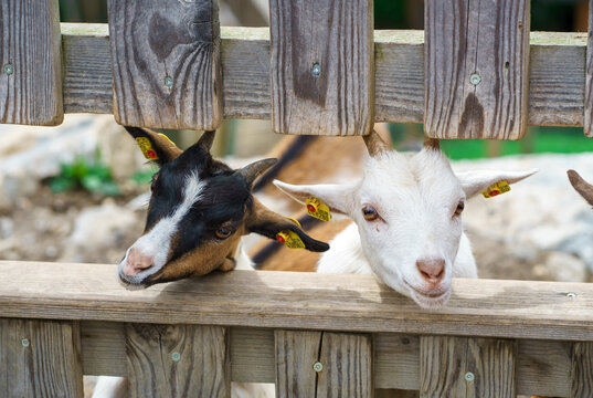 Two curious multi-colored goats with horns look through a wooden fence. Peaceful farming scene. - Powered by Adobe