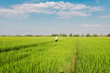 A farmer walks through a lush green rice field while carrying a large sack on his shoulder. The vast paddy field stretches under a bright blue sky with scattered clouds, symbolizing rural life,