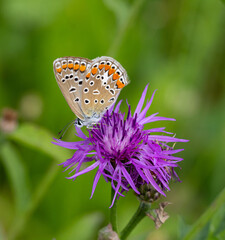 female common blue butterfly polyommatus icarus on centaurea jacea blossom
