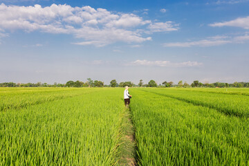 A farmer walks through a lush green rice field while carrying a large sack on his shoulder. The vast paddy field stretches under a bright blue sky with scattered clouds, symbolizing rural life,