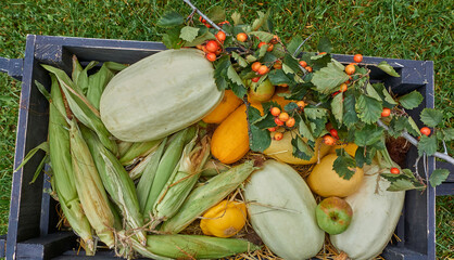 An old wooden village cart with a harvest of zucchini, corn, apples