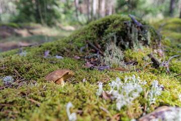 Mushroom and Lichen on Mossy Forest Floor