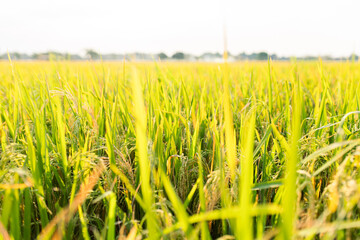 Close-up view of a lush green rice field under sunlight. The image shows healthy rice plants with golden panicles, symbolizing agricultural growth, food security, and rural farming life.