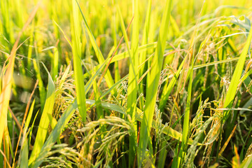 Close-up view of a lush green rice field under sunlight. The image shows healthy rice plants with golden panicles, symbolizing agricultural growth, food security, and rural farming life.