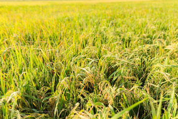 Close-up view of a lush green rice field under sunlight. The image shows healthy rice plants with golden panicles, symbolizing agricultural growth, food security, and rural farming life.