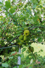 Unripe Green Quinces on a Branch
