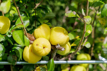 Close-up of a cluster of ripe quince fruit