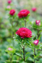 Fototapeta premium Vertical shot of pink aster flowers