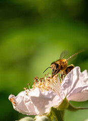 Biene Insekt auf Blume