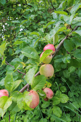 Unripe apples growing on a branch