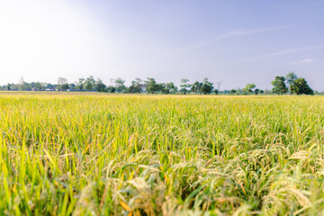 Close-up view of a lush green rice field under sunlight. The image shows healthy rice plants with golden panicles, symbolizing agricultural growth, food security, and rural farming life.