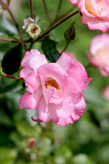  Close-up of a delicate pink rose flower