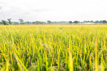 Close-up view of a lush green rice field under sunlight. The image shows healthy rice plants with golden panicles, symbolizing agricultural growth, food security, and rural farming life.