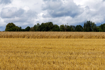 Close-up of Golden Stubble in a Harvested Field
