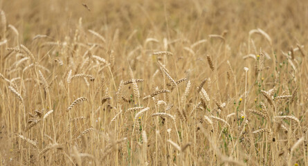 A serene view of a ripened wheat field in a summer landscape, emphasizing natural beauty and agricultural richness.
