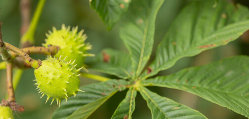 Green Spiky Horse Chestnut Fruits Growing on Branch Among Leaves