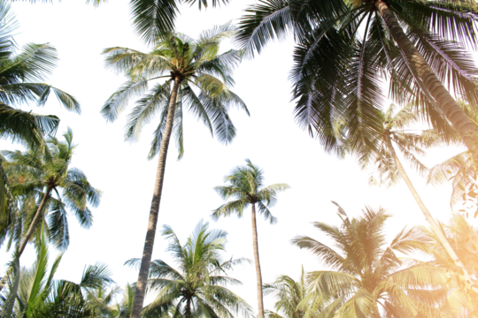 tropical coconut palm leaves tree for summer background on transparent png file - Powered by Adobe