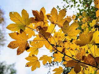 Autumn’s golden yellow maple leaves on a branch with a clear upward view to the sky, showing all the delicate details of the leaves