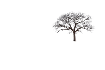 Isolated tree on a winding dirt road in an arid African savannah landscape under a clear sky at midday