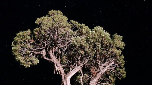 Juniper Tree Star Time Lapse 2