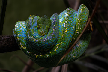 green snake 