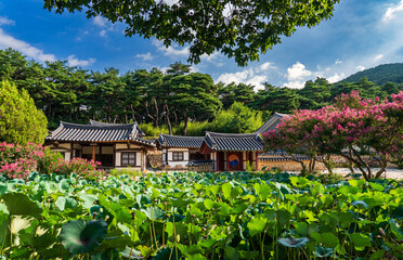  Tranquil scenery of the traditional Korean house Songhojeong in Gyeongju with crape myrtle flowers and a lotus pond in summer