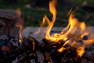 Vibrant flames dancing above a pile of burning wood, creating a warm glow in a natural outdoor setting, evoking a sense of comfort and connection with nature