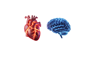 Heart and brain isolated on transparent background