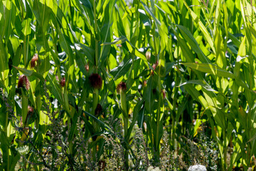 Close-up of Green Corn Stalks and Leaves
