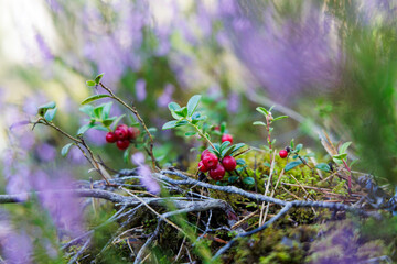 Vibrant Lingonberries Among Purple Heather