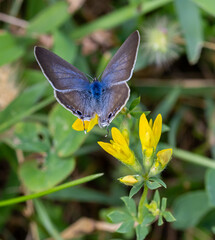 Lampides boeticus, the pea blue, or long-tailed blue on lotus corniculatus blossom