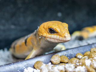 ピーターズバンデッドスキンク