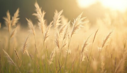 Fototapeta premium Delicate Hairawn Muhly grass awns sway gently in soft breeze. Warm sunlight illuminates silky plant details against creamy background. A serene, intimate view of nature subtle beauty.