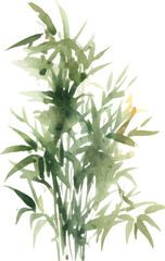 Obraz premium Vector watercolor painted bamboo. Hand drawn flower design elements isolated on white background.