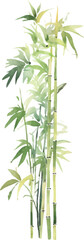 Obraz premium Vector watercolor painted bamboo. Hand drawn flower design elements isolated on white background.