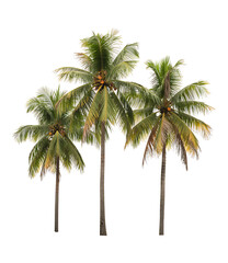 Fototapeta premium Coconut palm trees isolated on white background