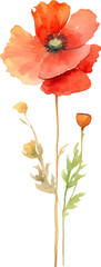 Naklejka premium Vector watercolor painted poppy flower. Hand drawn design element isolated on white background.