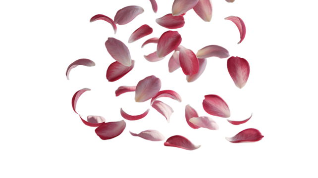 Falling rose petals isolated on transparent background - Powered by Adobe