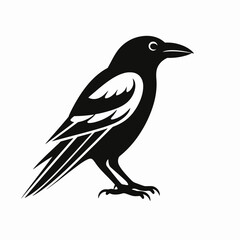 Fototapeta premium Simple black and white raven standing, presenting a striking bird silhouette