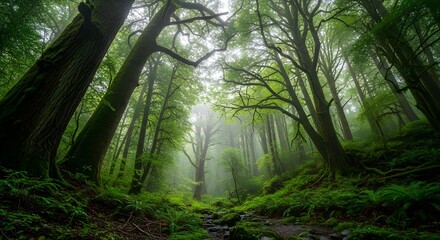 Fototapeta premium Mystical ancient forest path with vibrant moss and ethereal morning mist creating a tranquil escape