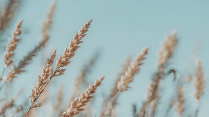 Close-up of golden wheat stalks swaying gently against a soft, clear blue sky, evoking a feeling of tranquility and nature