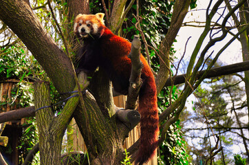  Ostrawa - Ogród zoologiczny - Czerwona panda wspina się i odpoczywa na gałęzi drzewa otoczonej zieloną roślinnością, prezentując swój nadrzewny tryb życia i żywe kolory futra w spokojnym i tętniącym  © Pol Badger