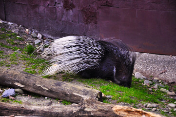 Ostrava - Zoo - Jeżozwierz odpoczywający na trawiastym terenie otoczonym kłodami i naturalnymi elementami, prezentujący swoje kolczaste kolce na tle naturalnego środowiska.  © Pol Badger