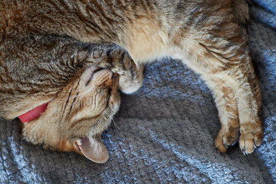 A tabby cat curls up on a soft blue blanket, showcasing its relaxed posture and calming presence. Natural light filters in, highlighting its tranquil state