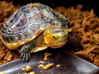 餌を食べるセマルハコガメ