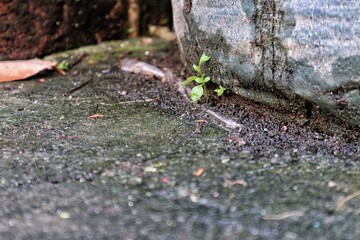 A resilient small green plant emerges and thrives within a narrow crevice or 