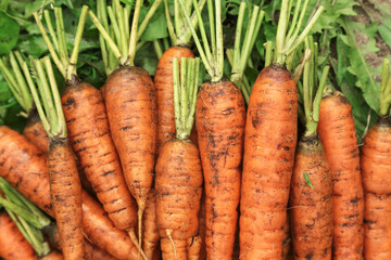 Carrot harvest in garden, harvesting. Bunch of organic dirty fresh carrots with green tops close up, macro. Vegetables background, texture