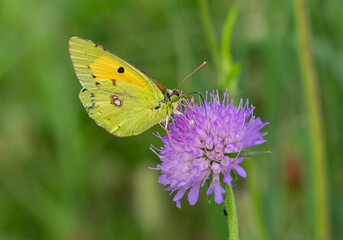 Macro of a Clouded yellow colias crocea butterfly sitting on knautia arvensis