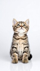 Obraz premium Adorable Brown Tabby Kitten Sitting on White Background